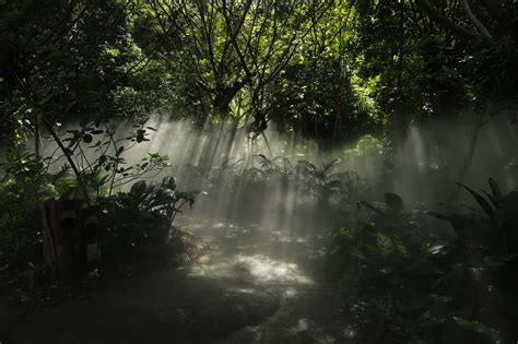 充满神秘色彩的热带雨林插画图片素材下载_jpg格式_熊猫办公