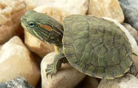 巴西龟为什么不能放生——巴西龟怎么养必知的8个要点 - 知乎