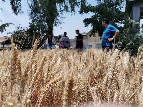 德阳中江38万亩小麦喜获丰收 最高亩产632公斤创全县新纪录_四川在线