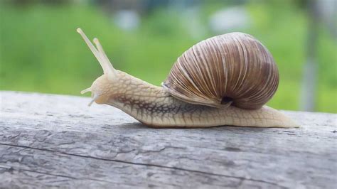 蜗牛是如何繁殖的？小蜗牛的妈妈也是别人的爸爸，雌雄同体？_腾讯视频
