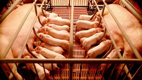 五种常见造成母猪死胎增多及难产的原因和预防办法！