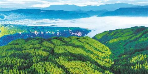 广西国有高峰林场成为国有林场的产业样板【批木网】 - 木业头条 - 批木网