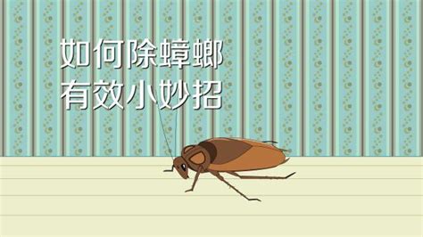 蟑螂的生活习性，蟑螂的寿命 - 农敢网