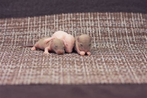 老鼠,婴儿,褐色,小的,动物耳朵正版图片素材下载_ID:128814478 - Veer图库