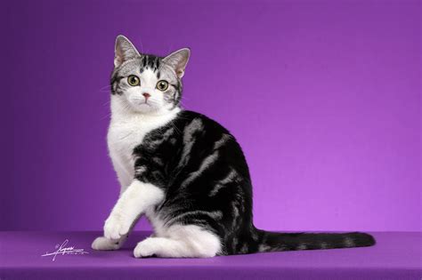 美国短毛猫|摄影|动物|AMYWORKS赛猫摄影 - 原创作品 - 站酷 (ZCOOL)