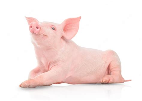 Premium Photo | Small pink pig isolated on white background