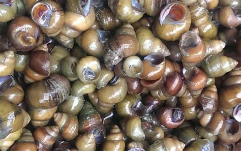 名小吃“柳州螺蛳粉”的螺蛳是指哪种螺？