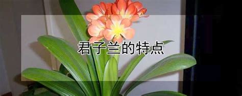 南方地区怎么养好君子兰_那花园花卉网(nahuayuan.com):花卉第一网站!爱花人的花园!