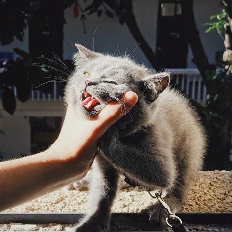 猫咬人怎么教育 – 中国宠物网