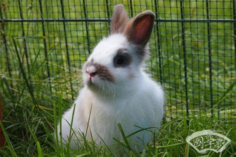 属兔的生在几月最好命(属兔上等命的出生的五个月份)-风水人