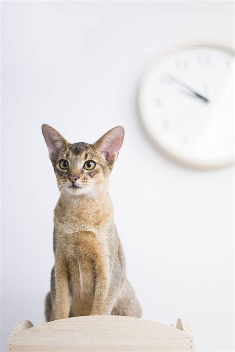 埃及猫图片