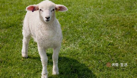 喜羊羊最舔狗一集，沸羊羊让人厌恶，难怪美羊羊不喜欢