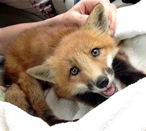 俄罗斯小哥从皮草农场救回小狐狸，如今这毛茸茸的大尾巴也太可了！