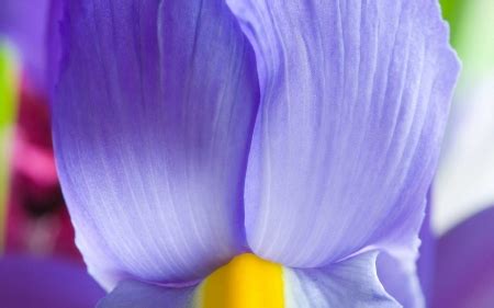 purple flower - Flowers & Nature Background Wallpapers on Desktop Nexus ...