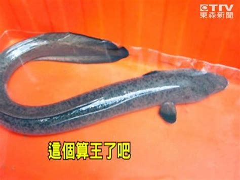 你见过长着一张大嘴的深海怪鱼吗，吞噬鳗它有什么神奇之处？_腾讯视频