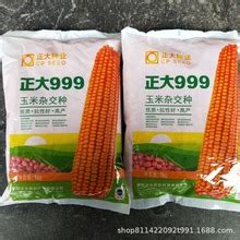 胜美999玉米品种介绍 - 惠农网