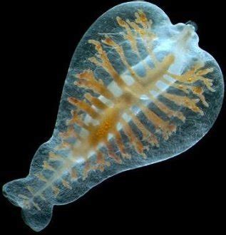 纽形动物（吻腔动物） 的图像结果