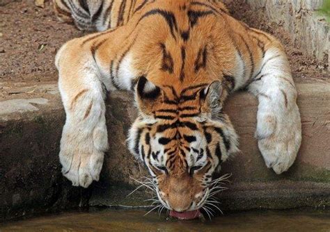 老虎最怕什么（老虎的天敌是哪种动物） – 碳资讯