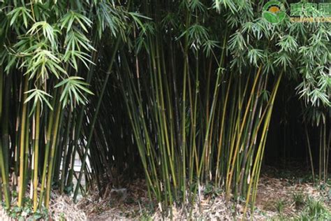矮竹子有哪些品种-花卉百科-绿宝园林网