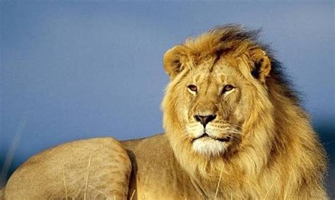 十大最强猫科动物排名-东北虎上榜(被誉为丛林之王)-排行榜123网