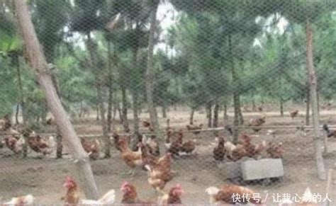 家禽喂料器鸡用料桶小鸡喂食器喂料 鸡鸭鹅自动家禽喂食器鸡料筒-阿里巴巴