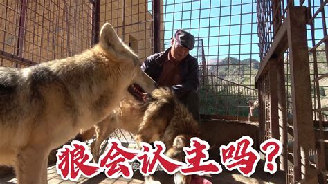 新疆71岁的老人养野狼 狼群一年的伙食费大概近100万元 | 宠物天空