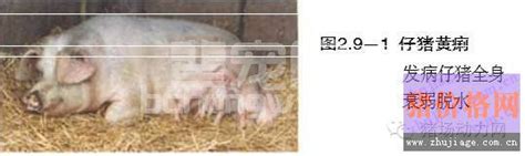 猪病大全及治疗方法-猪病诊断与防治-养猪与猪病防治-第3页 - 畜小牧养殖网
