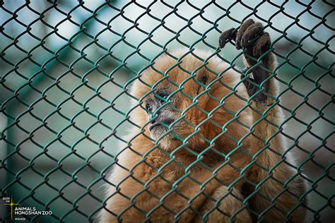 南京红山动物园亏损3000万引关注，园方：困难确实有，但不至于闭园|界面新闻 · 中国