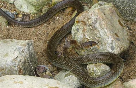 河北最常见的蛇,河北蛇的种类图片大全,北方蛇的种类_大山谷图库