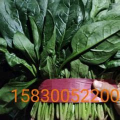 2023年菠菜价格行情（产地）_中国菠菜网_蔬菜商情网