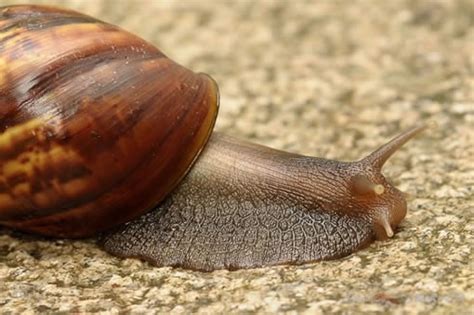 慢的蜗牛爬在一片叶子上在模糊明亮高清图片下载-正版图片504330363-摄图网