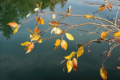 秋季多彩黄树叶图片 - 站长素材