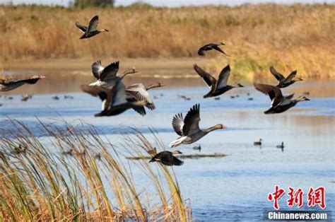 山东东营：黄河三角洲国家级自然保护区迎来最美湿地景色-人民图片网