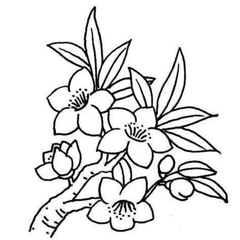 花简笔画大全图片