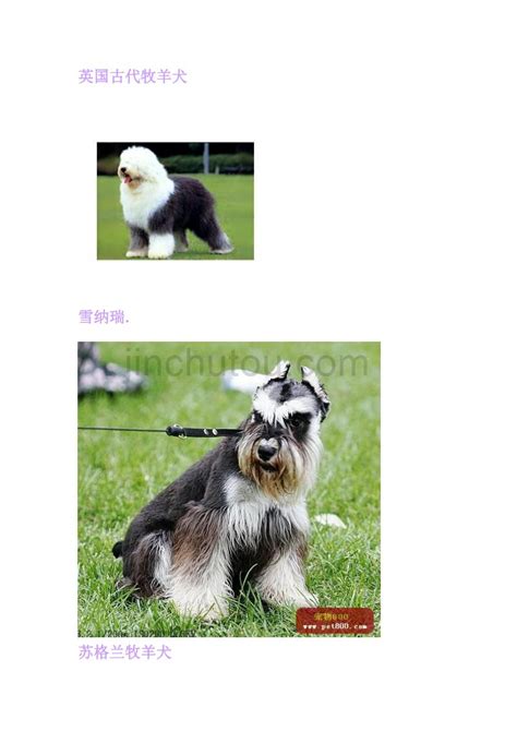 42种名犬,聪明名犬图片大全,七种名犬(第4页)_大山谷图库