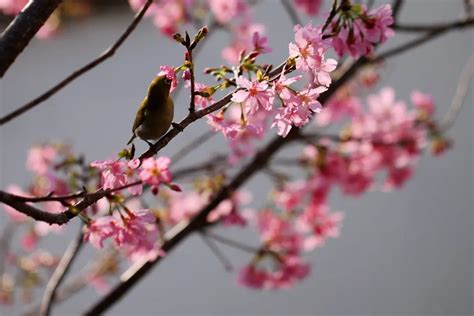 烟雨朦胧，丝丝织就情人间的燕语呢喃 - 知乎