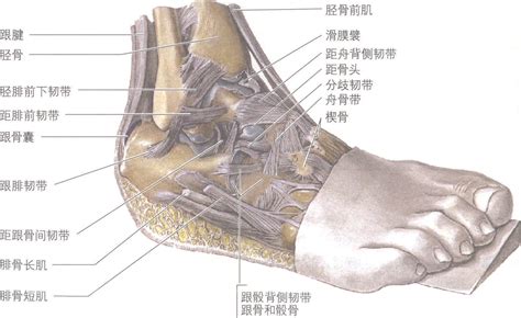 踝关节解剖图图片