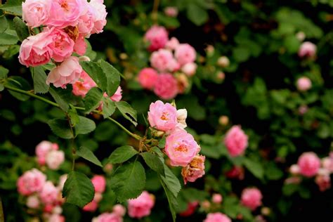 蔷薇花的花语及其生长习性-168鲜花速递网