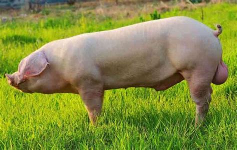 今日最新种猪价格：2023年9月17日全国种猪价格行情 - 畜小牧养殖网