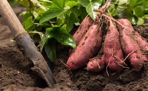 五个红薯的种植方法步骤 ，教你种出高产红薯 | 说明书网