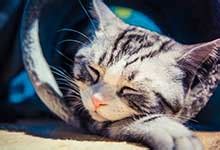 梦见猫受伤是什么意思 梦见猫受伤的吉凶 - 万年历
