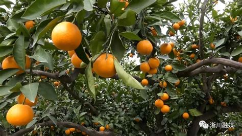淅川：又到柑橘成熟季果香四溢大丰收 - 南水北调,源起淅川