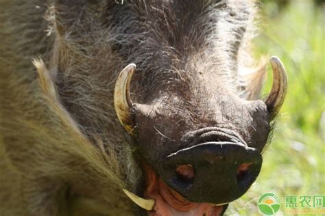 野猪是保护动物吗？栖息在哪里？吃什么食物-农百科