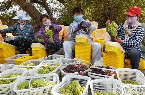 吐鲁番57万亩葡萄陆续成熟上市-天山网 - 新疆新闻门户