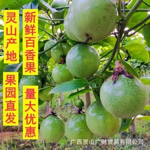 广西钦州灵山黄金百香果新鲜水果大果热带水果当季钦蜜9号百香果-阿里巴巴