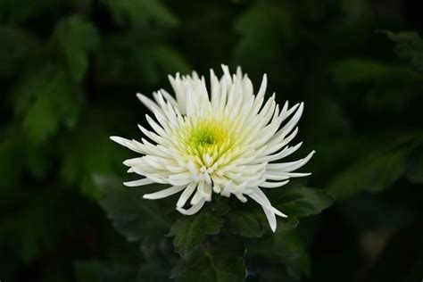 白菊花|白菊花的药用价值 - 茶叶知识 - 美壶网