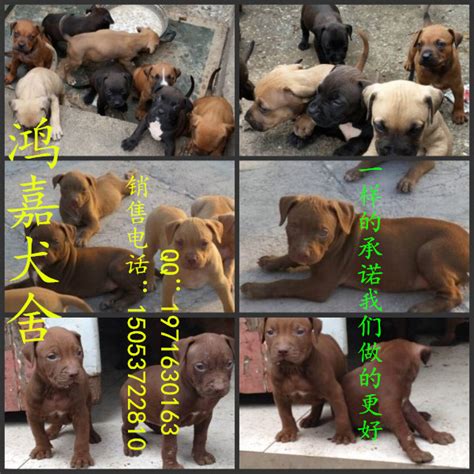 龙南县哪里有卖杜高幼犬的_供应信息_中国畜牧网