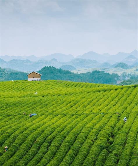 茶产业联盟专家助力德清茶叶高质量发展
