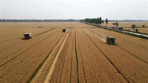 德州810万亩小麦开镰收割 机收率预计达99.8%