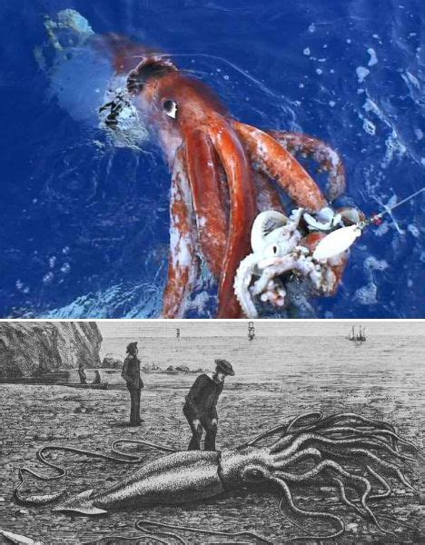 海豹活吞巨型章鱼 - 海洋财富网